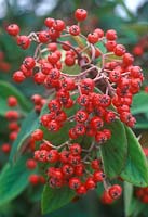 Cotoneaster lacteus berries