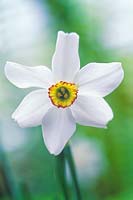 Narcissus poeticus var. recurvus, Pheasants Eye. 