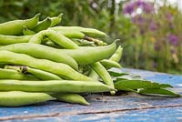 Harvested Broadbean 'Aquadulce Claudia' on blue wooden surface. 