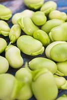 Beans of Broadbean 'Aquadulce Claudia' on blue wooden surface. 