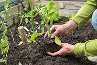 Planting out Aubergine 'Long Purple 3' in greenhouse floor. 