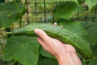 Holding a harvested Cucumber 'Tiffany'.