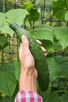 Holding a harvested Cucumber 'Tiffany'. 