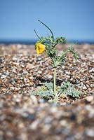 Glaucium flavum - Yellow horned poppy, Minsmere shingle beach, Suffolk