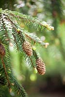 Picea ables 'Acrocona' nr 1371 planted 1965.