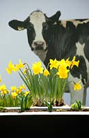 Painted cows on a wall behind Narcissus 'Rembrandt' and Narcissus 'Orange Progress' planted in pots. 
