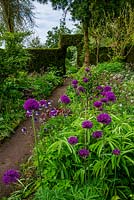 Allium in flower beds and formal hedge, Stone House Cottage Garden and Nusery, nr Kidderminster, Worcestershire.