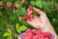 Picking fruit of Raspberry 'Glen Magna'