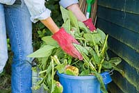 Placing chopped comfrey into a container to make fertiliser. 