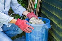 Adding rock to weigh down the chopped comfrey in bucket to make fertiliser. 