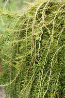 Larix decidua 'Puli'. Windy Ridge, Little Wenlock, Shropshire, UK