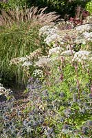 The gravel garden is planted with a range of grasses, herbaceous perennials and shrubs including blue Eryngium planum 'Tetra Blau' and Selinum wallichianum. Windy Ridge, Little Wenlock, Shropshire, UK