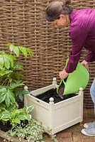 Adding compost to container. 