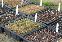 Germinating seeds in trays