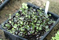 Salad seedlings germinating
