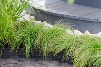 Isolepis cernua - 'Levels': A Garden, Come Rain or Shine, RHS Malvern Spring Festival 2014