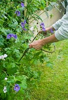 Staking perennials - Geranium magnificum