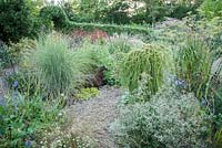 Larix decidua 'Puli' in the gravel garden surrounded by Eryngium variifolium, grasses, pulmonaria, bronze fennel and Aster x frikartii 'Monch' - Windy Ridge