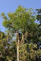 Hevea brasiliensis, the Para rubber tree, sharinga tree, or, the rubber tree