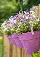 Lobelia potted plants with stamped labels
