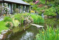Hillside garden by stone bungalow with small lake, waterfall and mature trees, shrubs and perennials including Iris, Clematis and Rhododendron at Llyn Rhaeadr, Harlech, Wales. The garden is open for the National Garden Scheme.