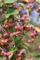 Fruit of Malus yunnanensis var. veitchii in Autumn