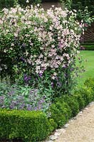 Clematis 'Little Nell' with sweet peas and Salvia at West Dean Gardens, Chichester