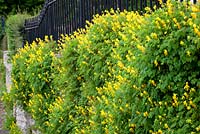 Yellow corydalis growing on a wall in Yorkshire - Corydalis lutea syn. Pseudofumaria lutea