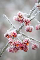 Hoar frost on Spindle berries - Euonymus europaeus