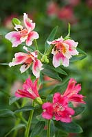 Alstroemeria 'Dandy Candy' - Peruvian lily