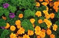 Tagetes patula 'Disco Orange' (marigold ) with Parsley 'Bravour' and Zinnia 'Chippendale'. 
