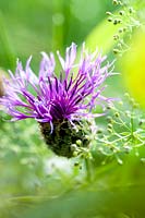 Centaurea jacea, Brown Knapweed