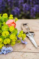 Freshly cut flowers of Euphorbia, Myosotis and Tulipa 'Princess Irene'