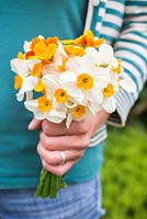 Woman holding bouquet of Narcissi 'Geranium' and Wallflower 'Sunset Orange'