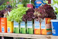 Lettuce growing in recycled juice cartons