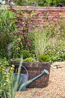 Japanese themed wooden barrel container with plants including Thuja occidentalis 'Teddy', Acer palmatum 'Bloodgood', Pratia pedunculata 'Alba', Saxifraga 'Peter Pan', Hebe and Miscanthus sinensis 'Morning Light'