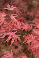 Acer palmatum 'Shirazz'