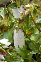 Campanula takesemana 'Alba'