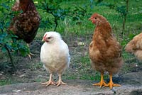 Chickens in garden setting