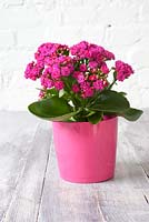 Pink Kalanchoe in pink container