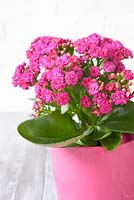 Pink Kalanchoe in pink container