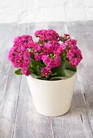 Pink Kalanchoe in white container