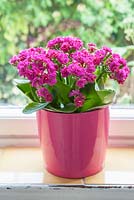 Pink kalanchoe on windowsill