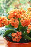 Orange kalanchoe on windowsill