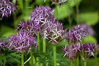 Allium 'Christophii'