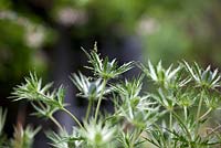 Eryngium - Sea holly