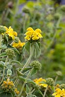 Phlomis fruticosa 