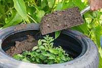 Covering potato plant with additional compost