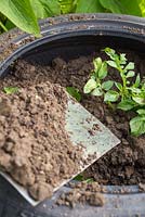 Covering potato plant with additional compost