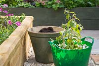 Plants consist of Fuchsia 'Upright Shelford' and Bacopa 'Double Ballerina Pink' Scopia series